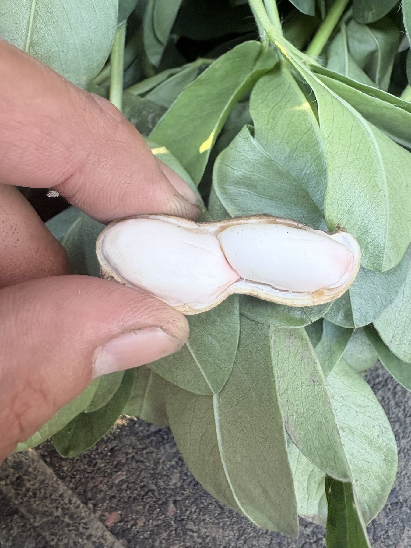 更別村で初めて育てた落花生。殻を割ると、白い実がふたつ