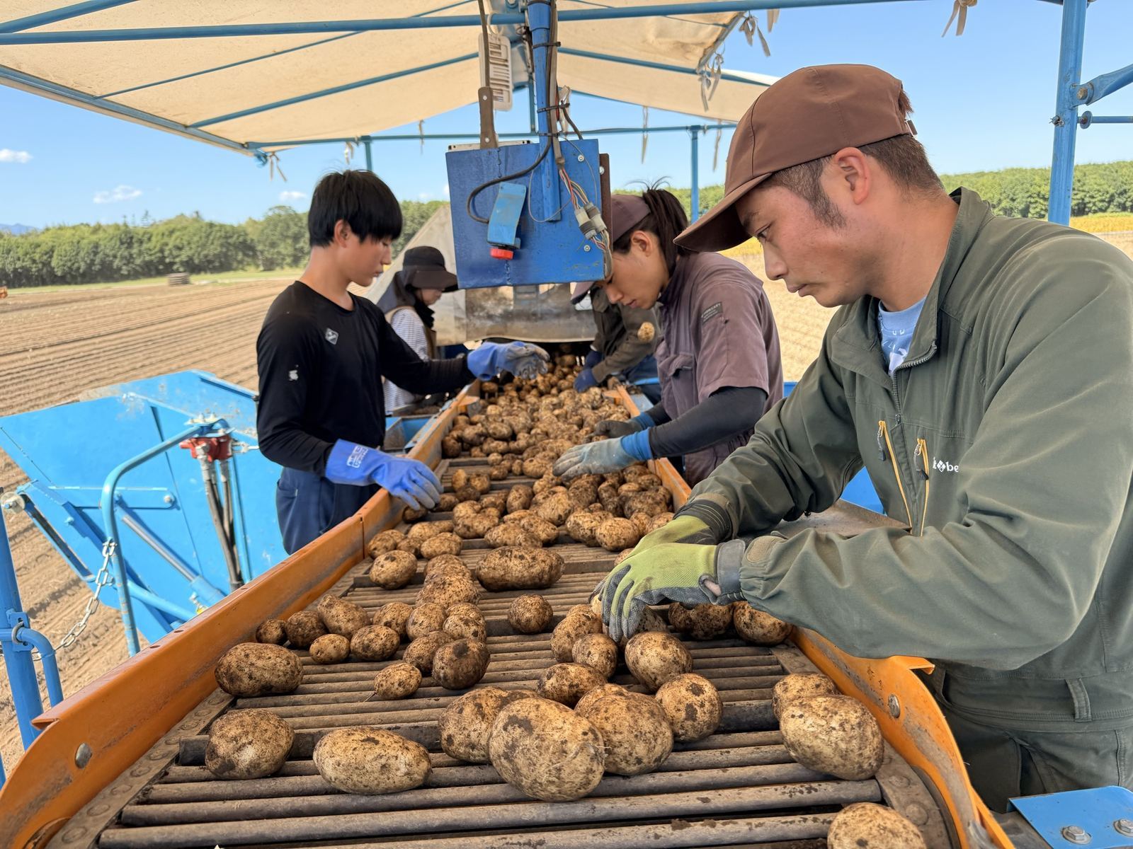 出荷する日のじゃがいもを、作業台で選別する佐藤貴之と農場のスタッフ