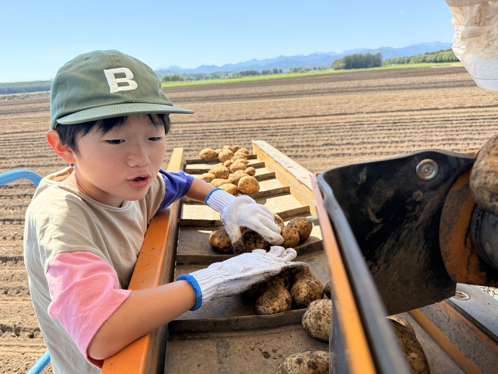 作業台で流れてくるじゃがいもを見つめる子ども